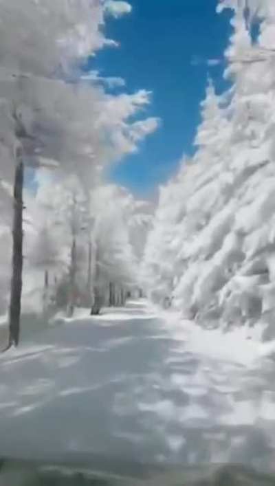Driving through frost and snow covered trees