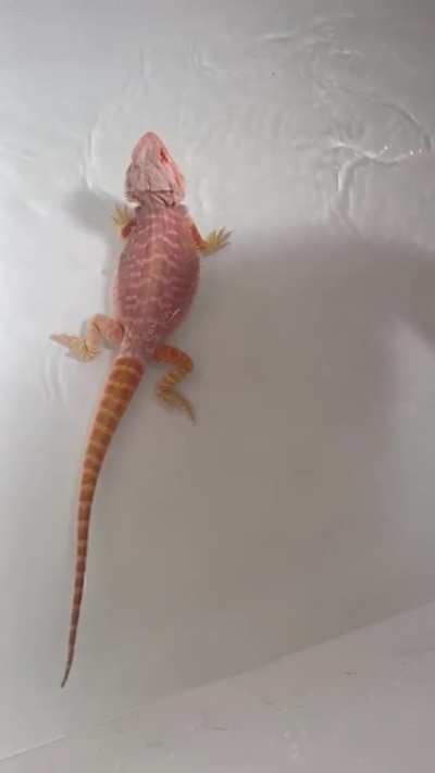 Hi everyone! Drogon just started doing this in his bath for the first time! I&rsquo;m hoping it&rsquo;s cute playing for him but just wanted to get some opinions🥰