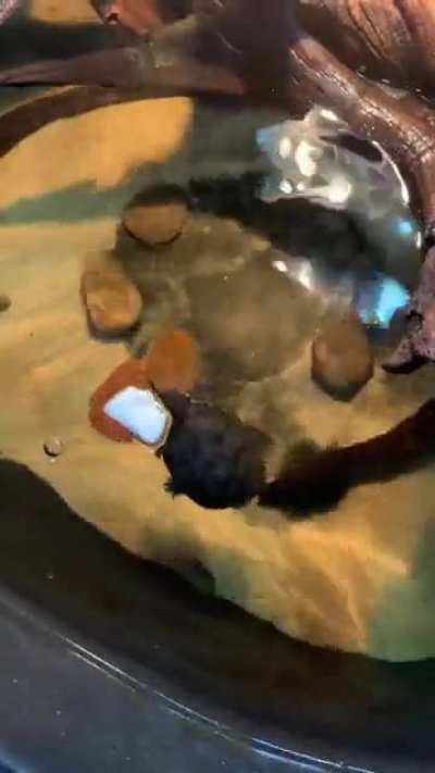 Anyone else&rsquo;s turtle goes crazy over cuttlebone?