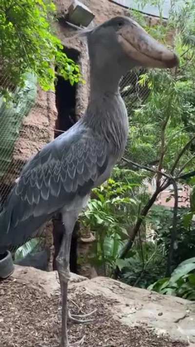 This bird doesn&rsquo;t look real and it looks like it should be something from the dinosaur age