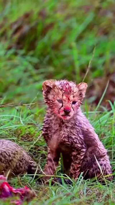 Cheetah cubs experiencing one of their first impala feasts in Maasai Mara