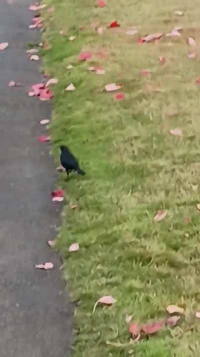 Identity this bird