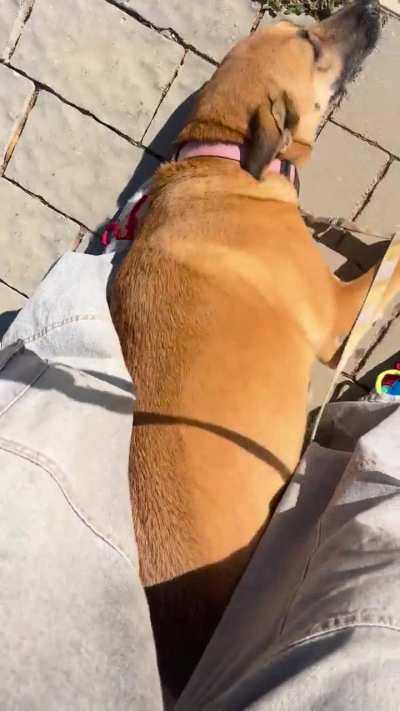 She will not walk (it&rsquo;s time for pets)