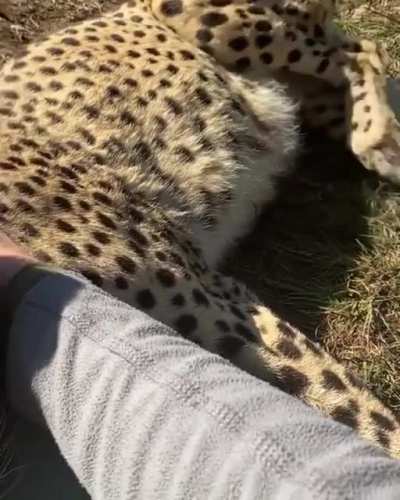 Happy Big kitty purrs and paw flapping