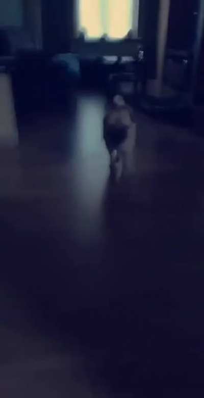 Doggo attack