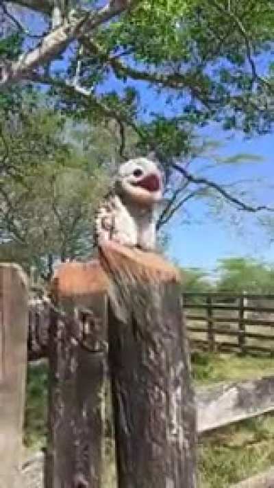 &Eacute; um sinal de mal press&aacute;gio quando um Urutau canta