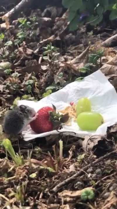 Possibly the best day that mouse will ever have