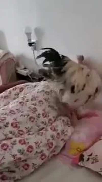 Охуевший будильник