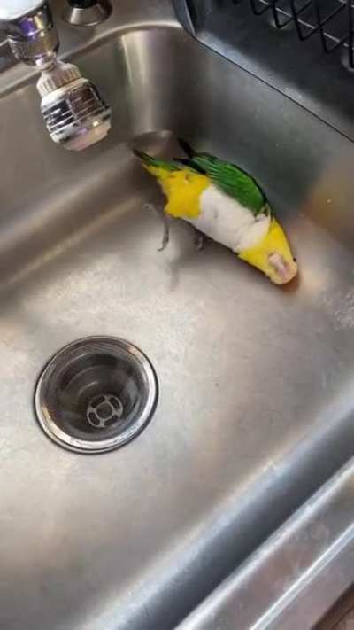 Tiny Caique knows what they want...