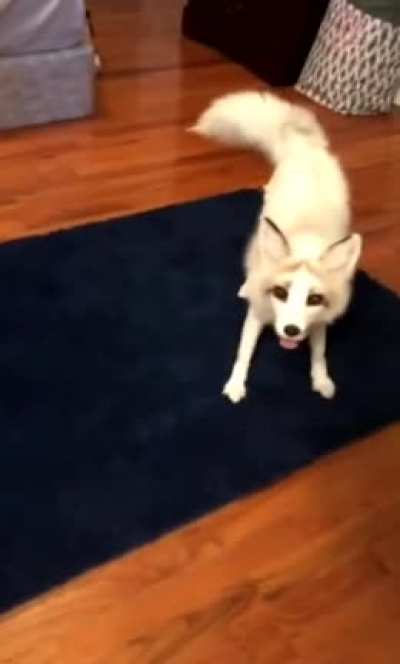 Melee Fox