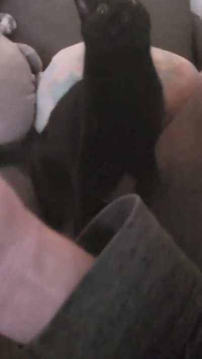 Cat-apulting in super slow motion.