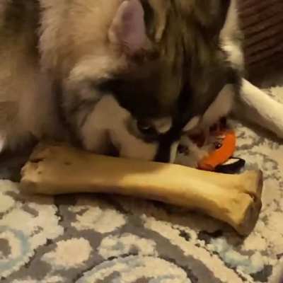 I asked my dog if she was okay, she promptly responded. Sound on!