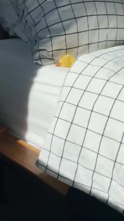 Wake up, sleepyhead.