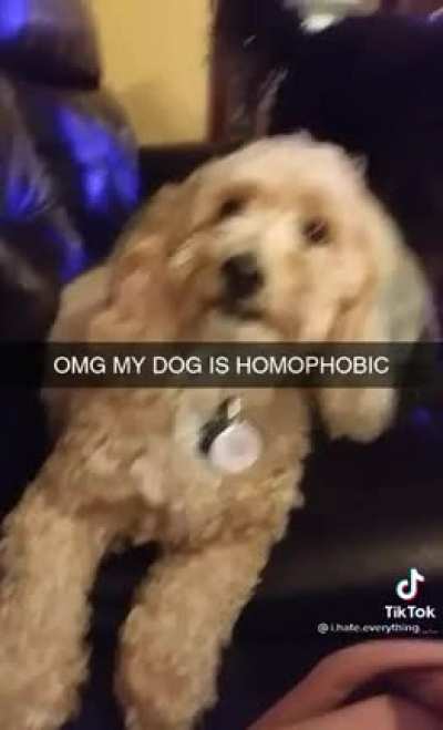 W dog+L owner