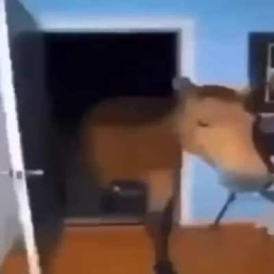 bruh