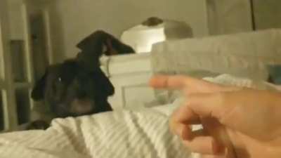Doggo and Yubi