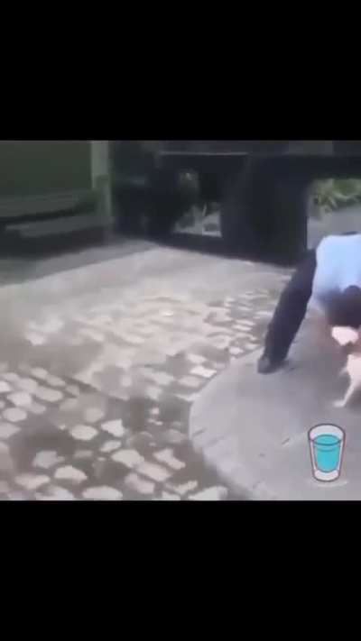 Cachorro