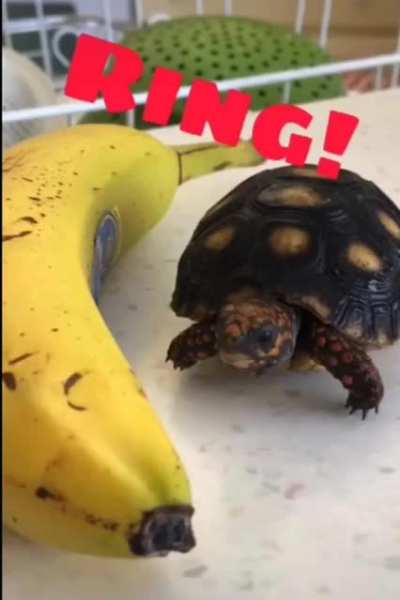 tortuga