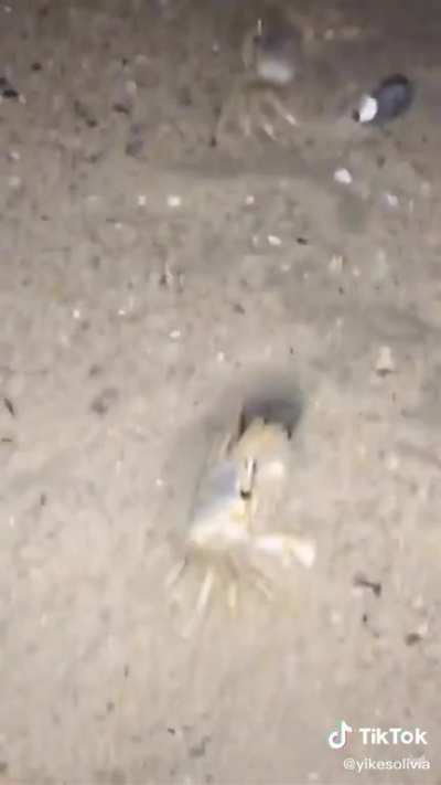 crabby lad