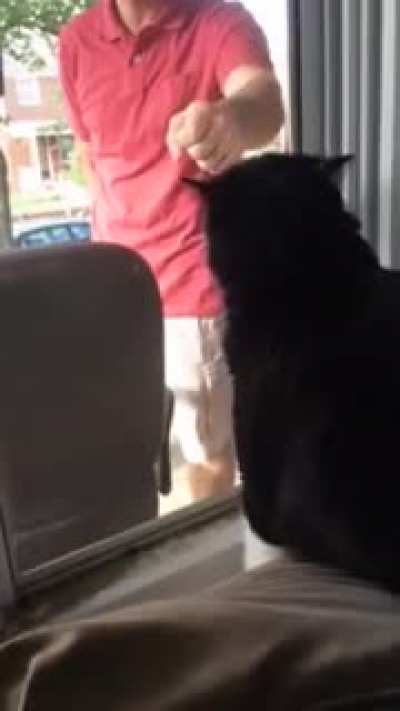 Cat sees owner with new dog