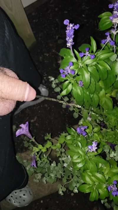 Watering the flowers 