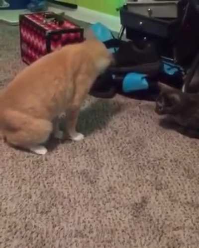 He stepped on his tail&hellip;