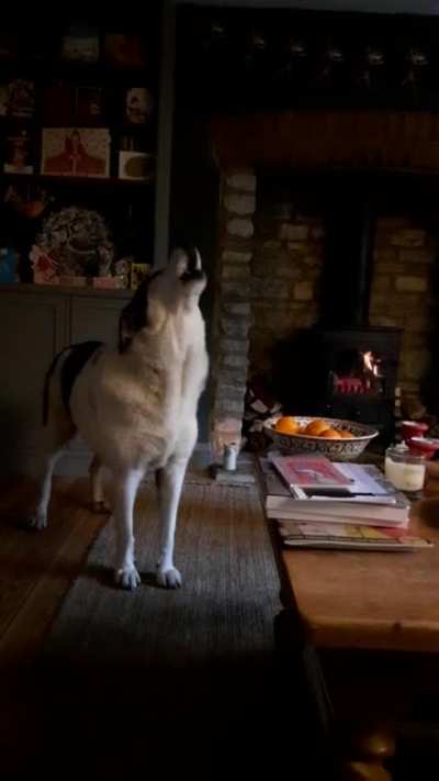 My dog, George, has gone 7 years of his life never howling. Last summer, my Dad started to learn the accordion and George decided to give us a Christmas performance