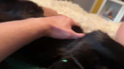 We were just enjoying a nice belly time...