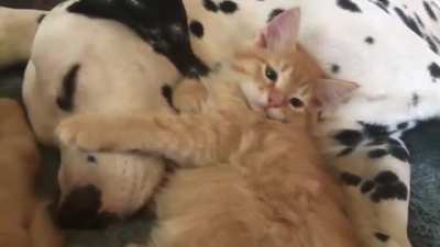 Cuddle puddle