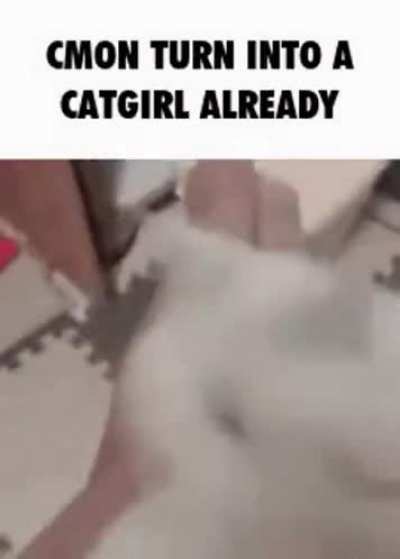&amp;lt;catboy