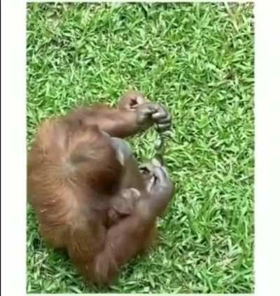 Sunglasses accidentally dropped into a zoo orangutan enclosure [From r/aww]