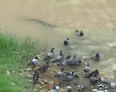 catfish hunting some pigeons