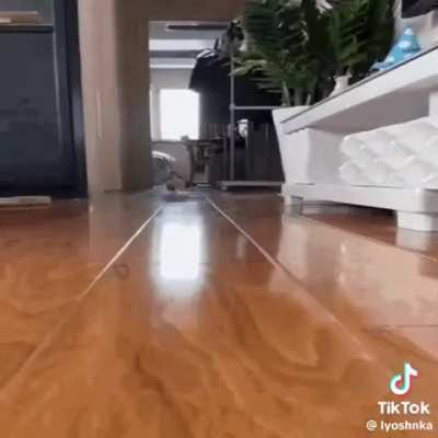 catcore