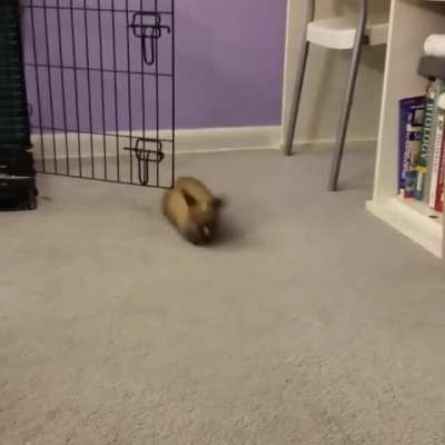 That little hop-turn in the middle is called a "binky" and means this bun is very happy and feels safe.