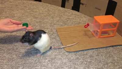 Berry Fetching from a Drawer
