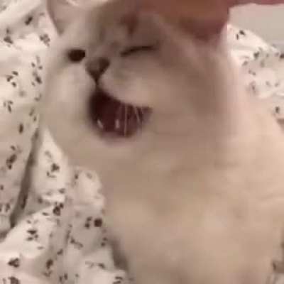 Cat meowed while shaking his head