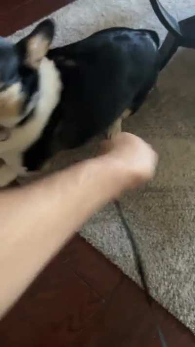 Rex likes to make me chase him around first before we go on a walk: