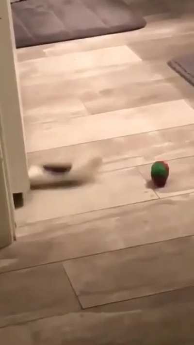 Ladies and gentlemen, I present to you&hellip; cat logic!