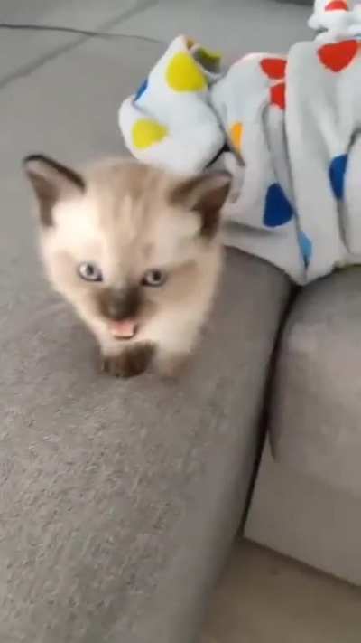 miau