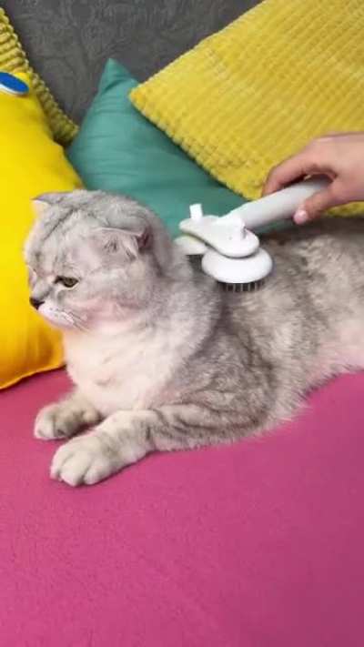 beautiful cat