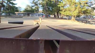 Oh Deer.