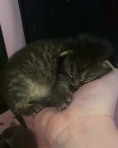 Little Lavender&rsquo;s ears fluttering while she sleeps in my hand 🥺