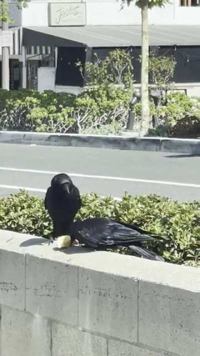 Crow steals other crow&rsquo;s apple 🥸