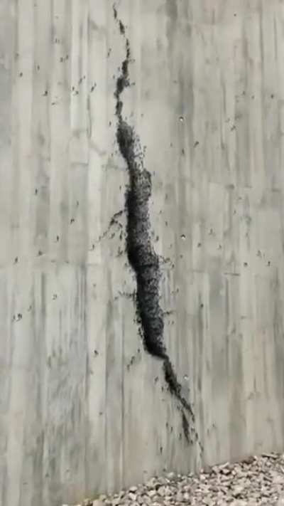 This Art piece