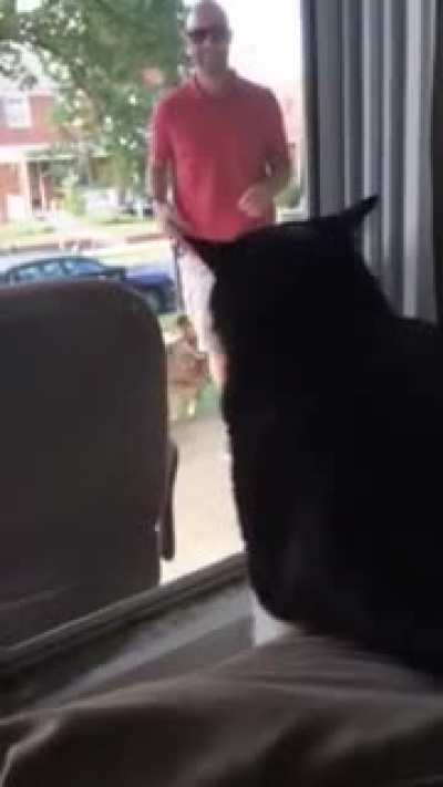 Cat sees his owner bringing home a new puppy.