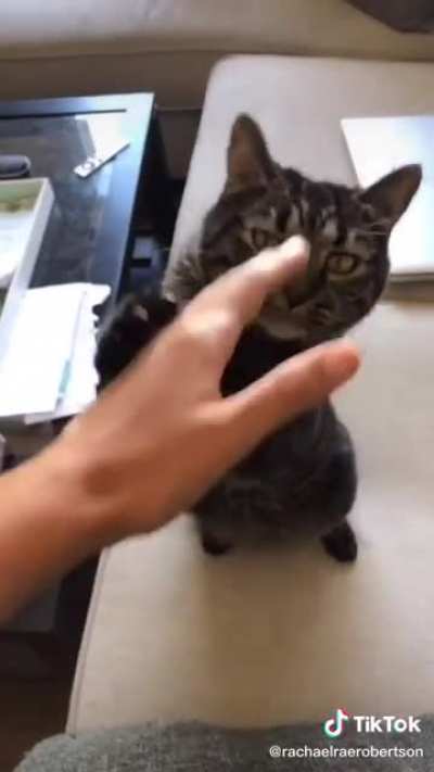 Please pet the cat