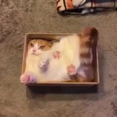 Inside😹