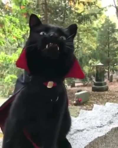 Count &ldquo;Catula&rdquo;