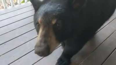 Family of large dogs have joined me on my porch. Seem friendly. PM me if you know the owner