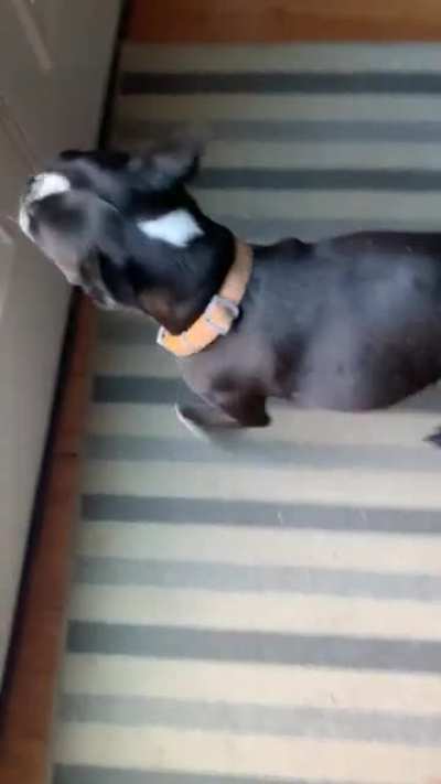 I&rsquo;ve been teaching my dog the word sh*t means going outside